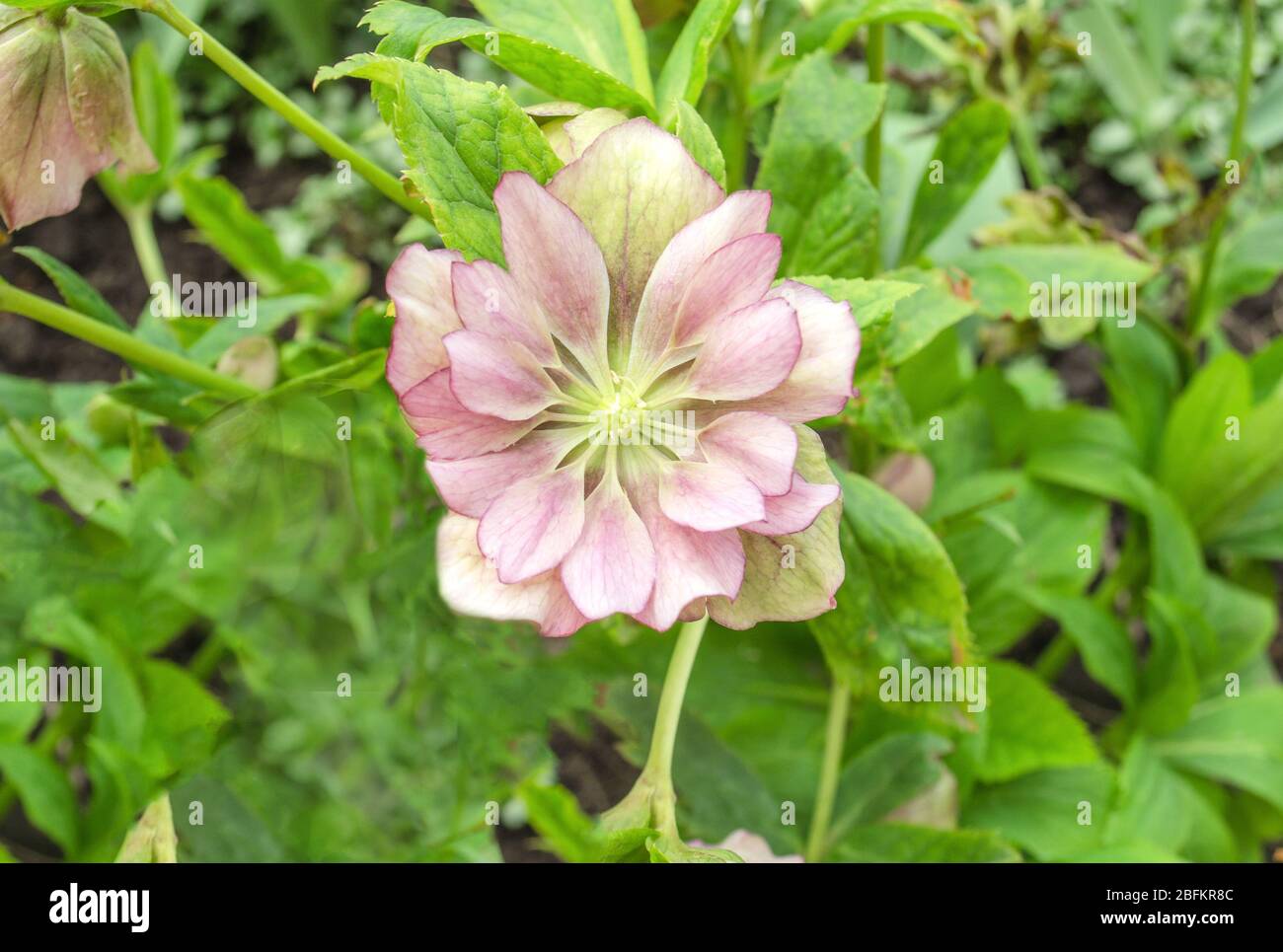 Rose Hellebore ou lenten. Helleborus double ellen bloom Banque D'Images