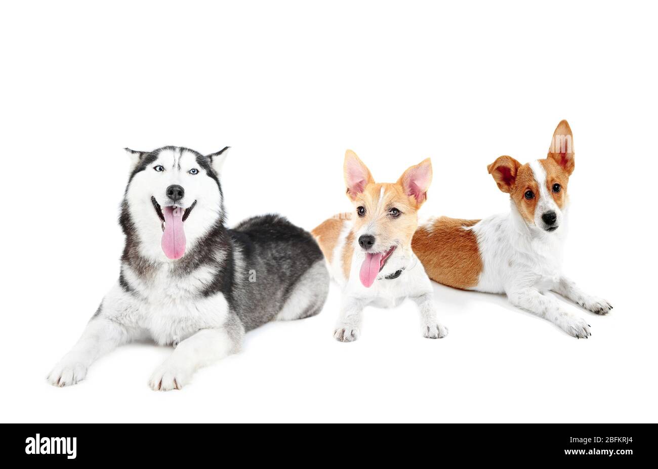 Chiens mignons, isolés sur blanc Banque D'Images