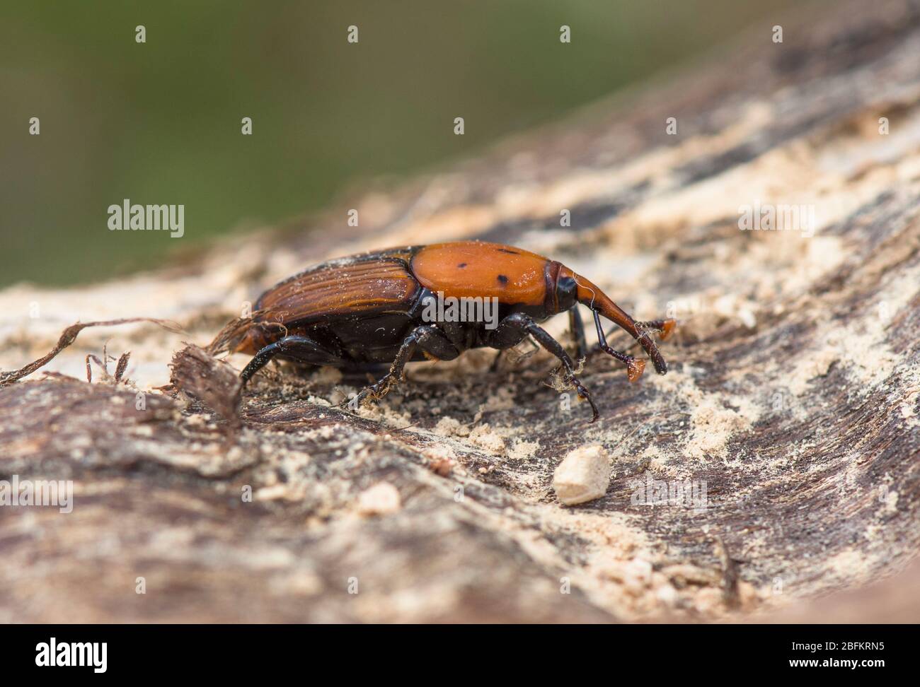 Red Palm Weevil, (Rhynchophorus ferrugineus) sur un tronc mort, Espagne. Banque D'Images