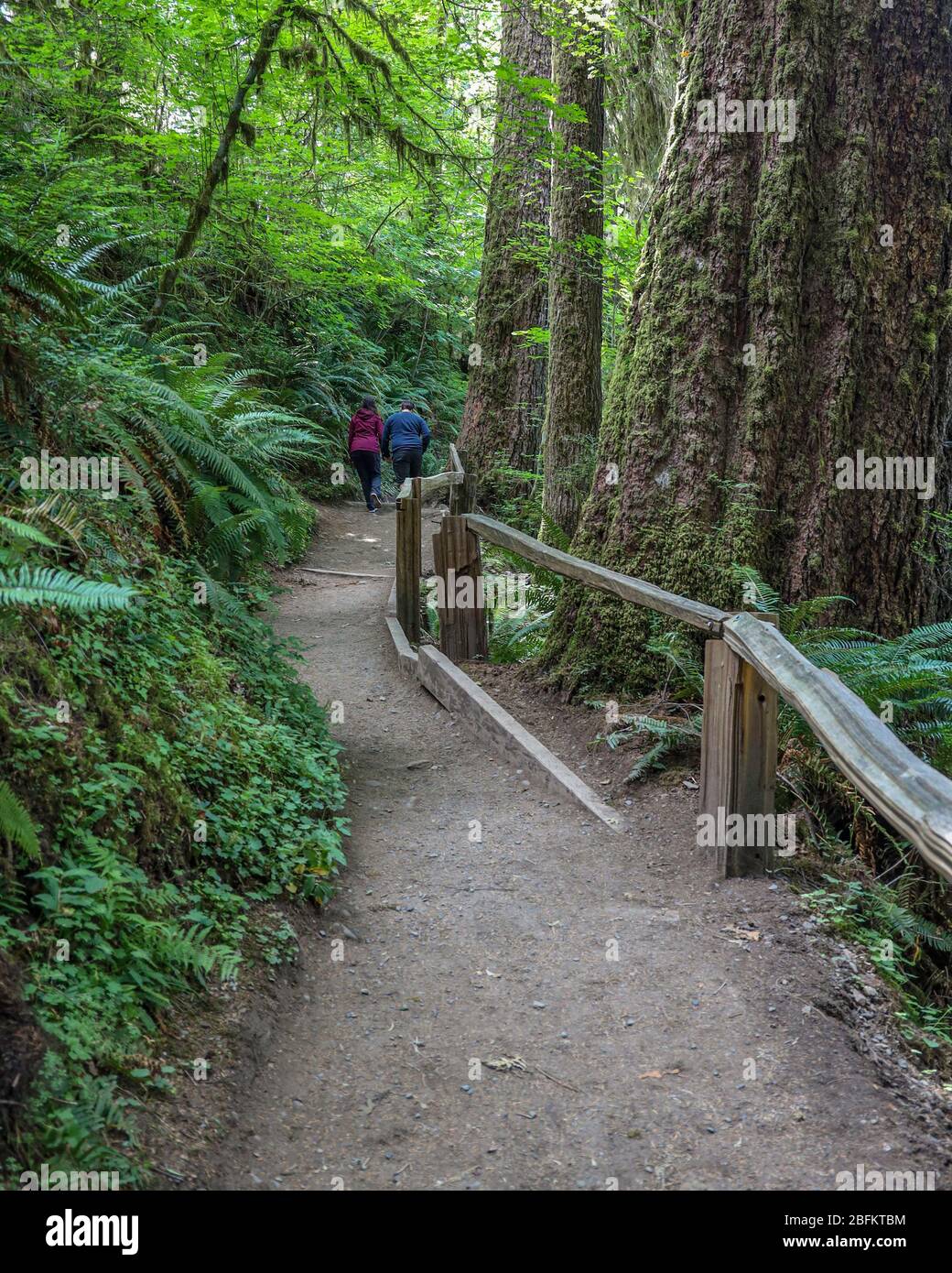 La salle de la piste des Mosses dans la forêt tropicale de Hoh du Parc National Olympique est bordée d'arbres anciens, principalement des temples de bifeuilles et des sruces de Sitka drapées en Mo Banque D'Images