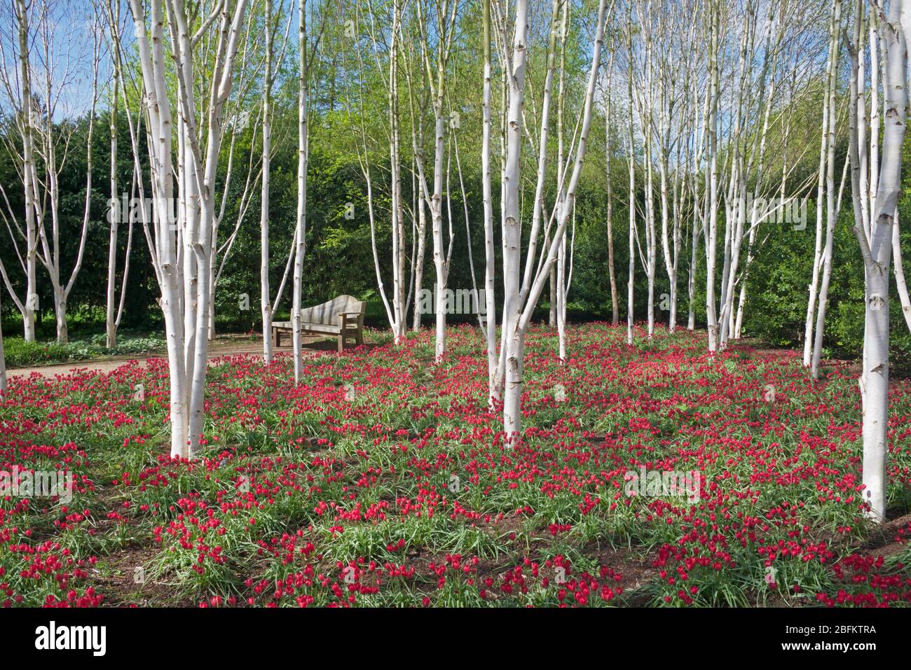 Bouleau argenté et tulipes rouges Cambridgeshire Angleterre Banque D'Images