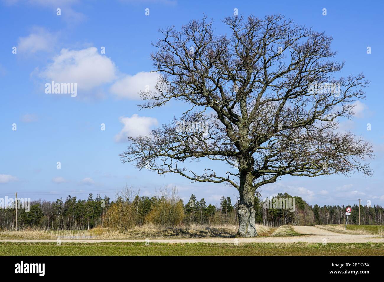 un grand vieux chêne sans feuilles sur un fond de ciel bleu Banque D'Images