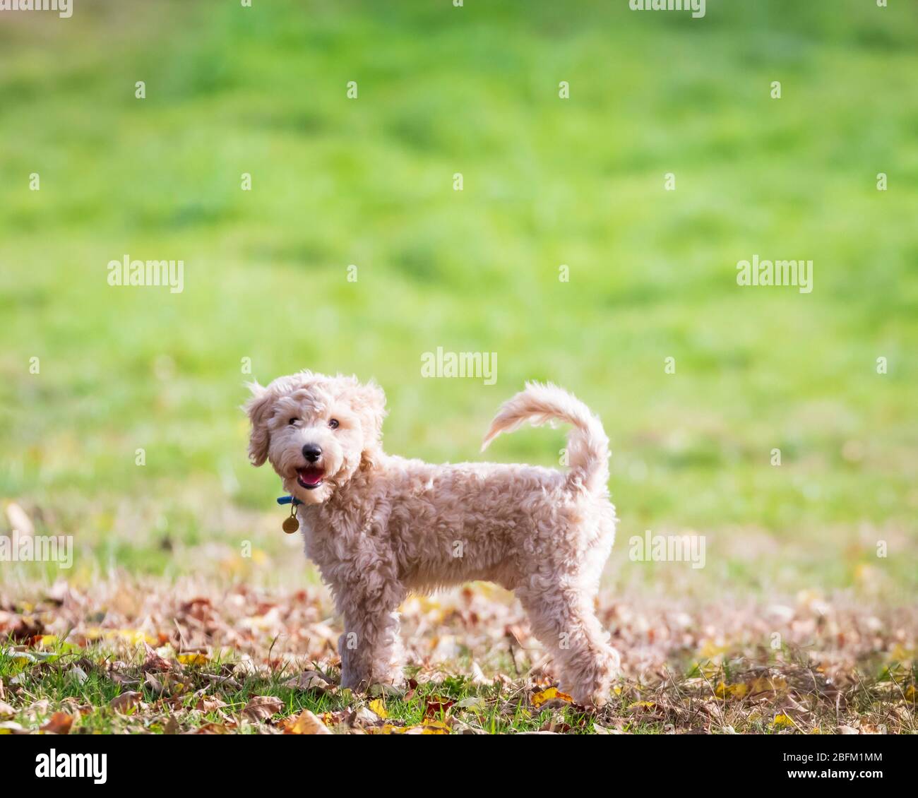 Portrait du chiot poochon debout avec queue sur l'herbe verte dans un parc et regardant dans l'appareil photo Banque D'Images