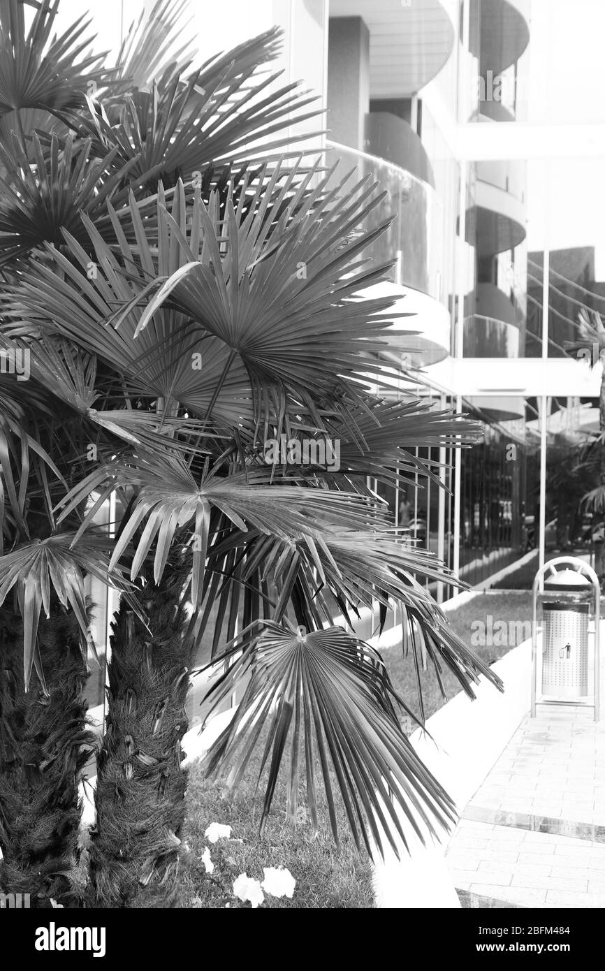 Palmiers, stylisation rétro, gros plan Banque D'Images