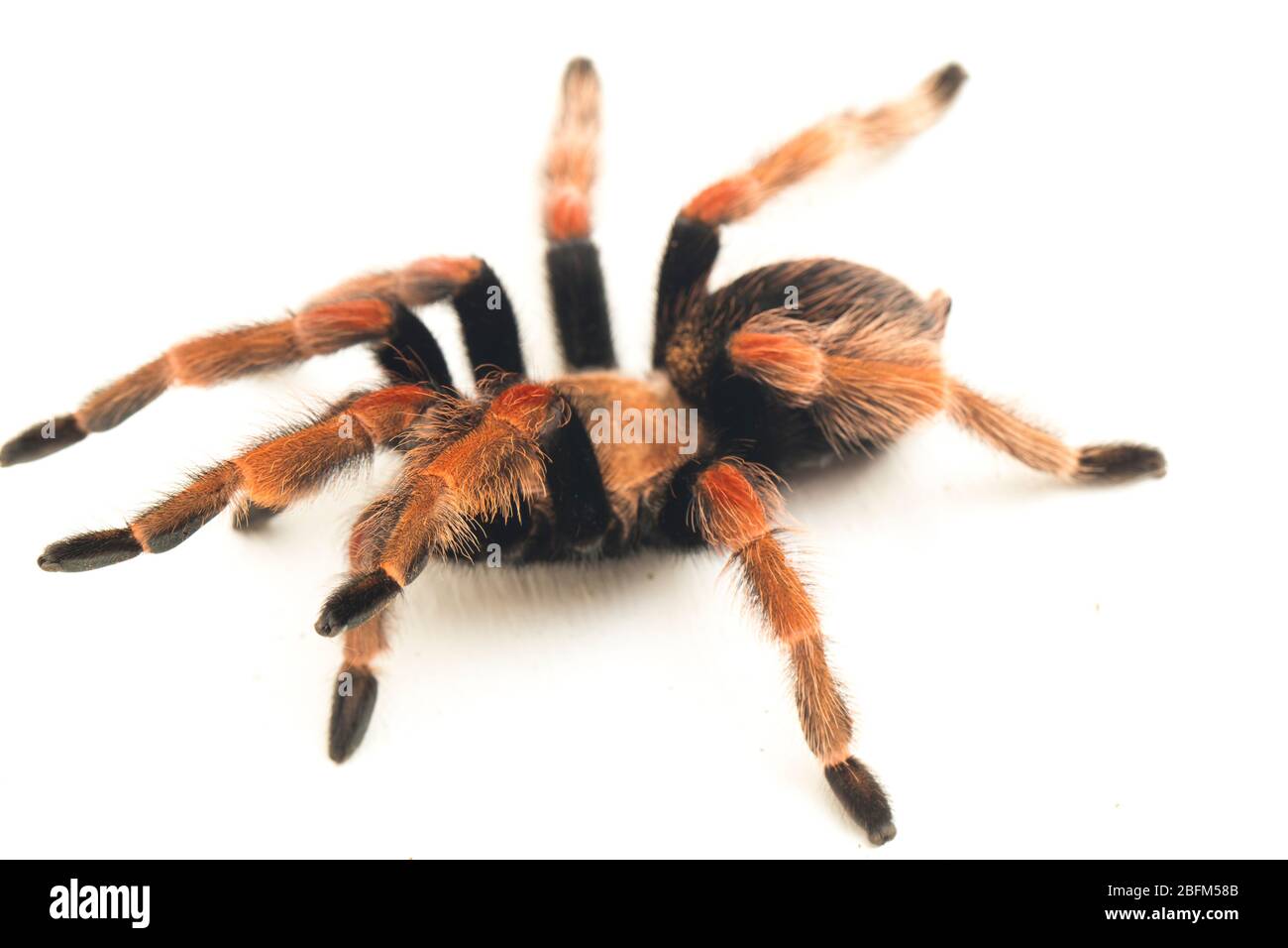 Fireleg Tarantula (Brachypelma boehmei) du Mexique isolé sur fond blanc Banque D'Images