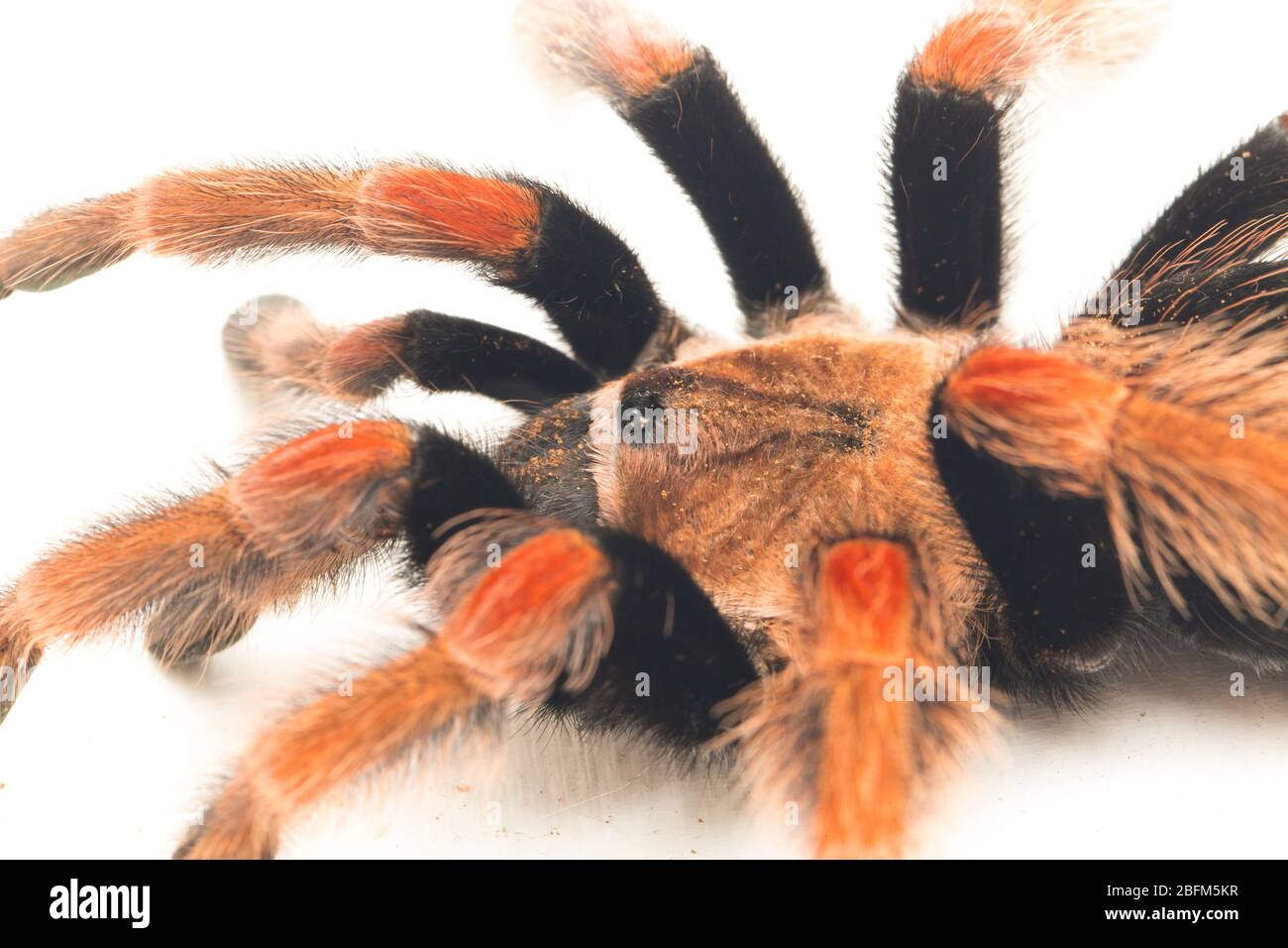 Fireleg Tarantula (Brachypelma boehmei) du Mexique isolé sur fond blanc Banque D'Images