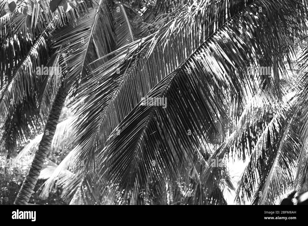 Palmiers, stylisation rétro, gros plan Banque D'Images