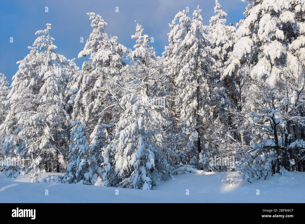 Forêt hivernale enneigée par temps ensoleillé Banque D'Images