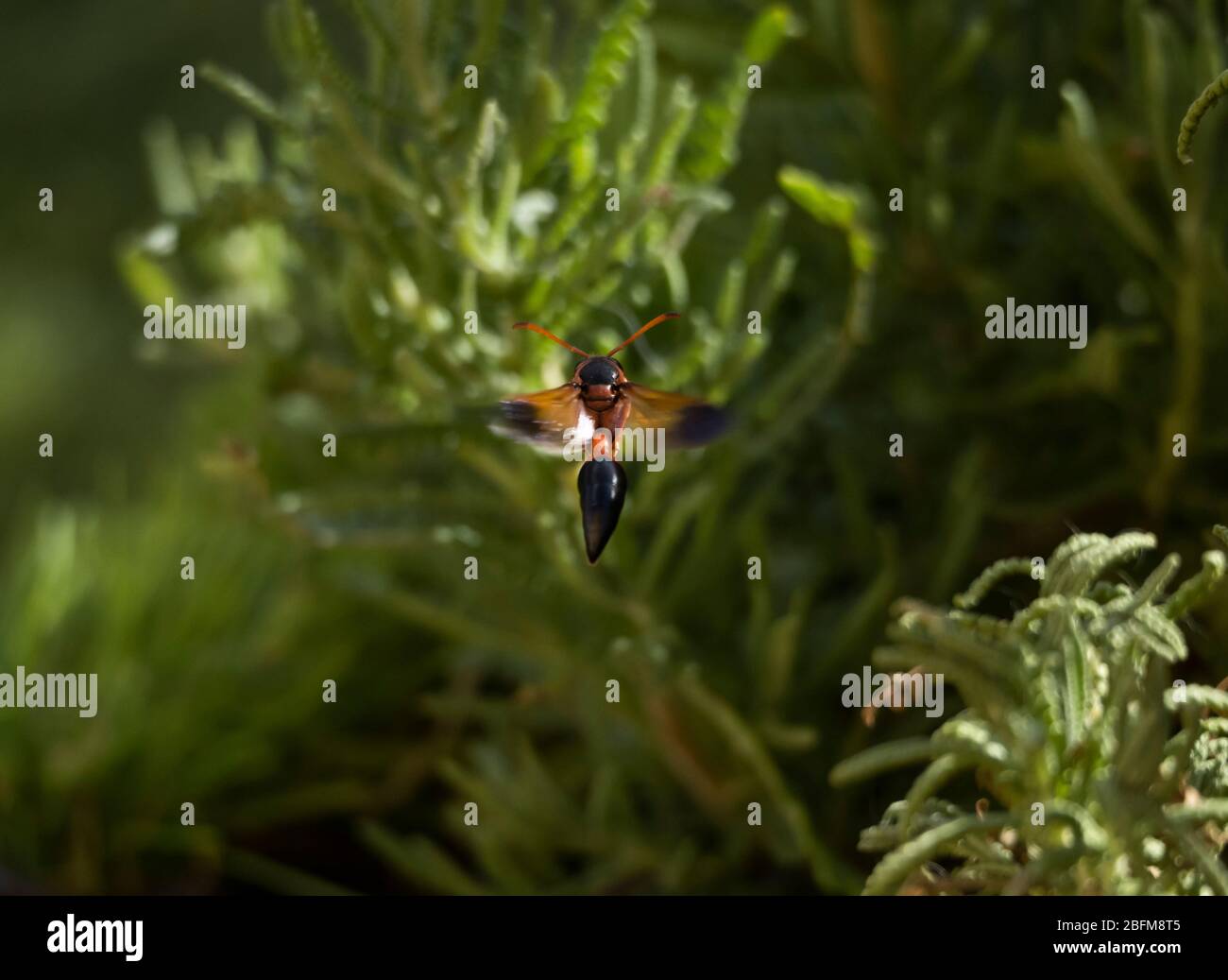 batte volant entre les plantes de lavande Banque D'Images