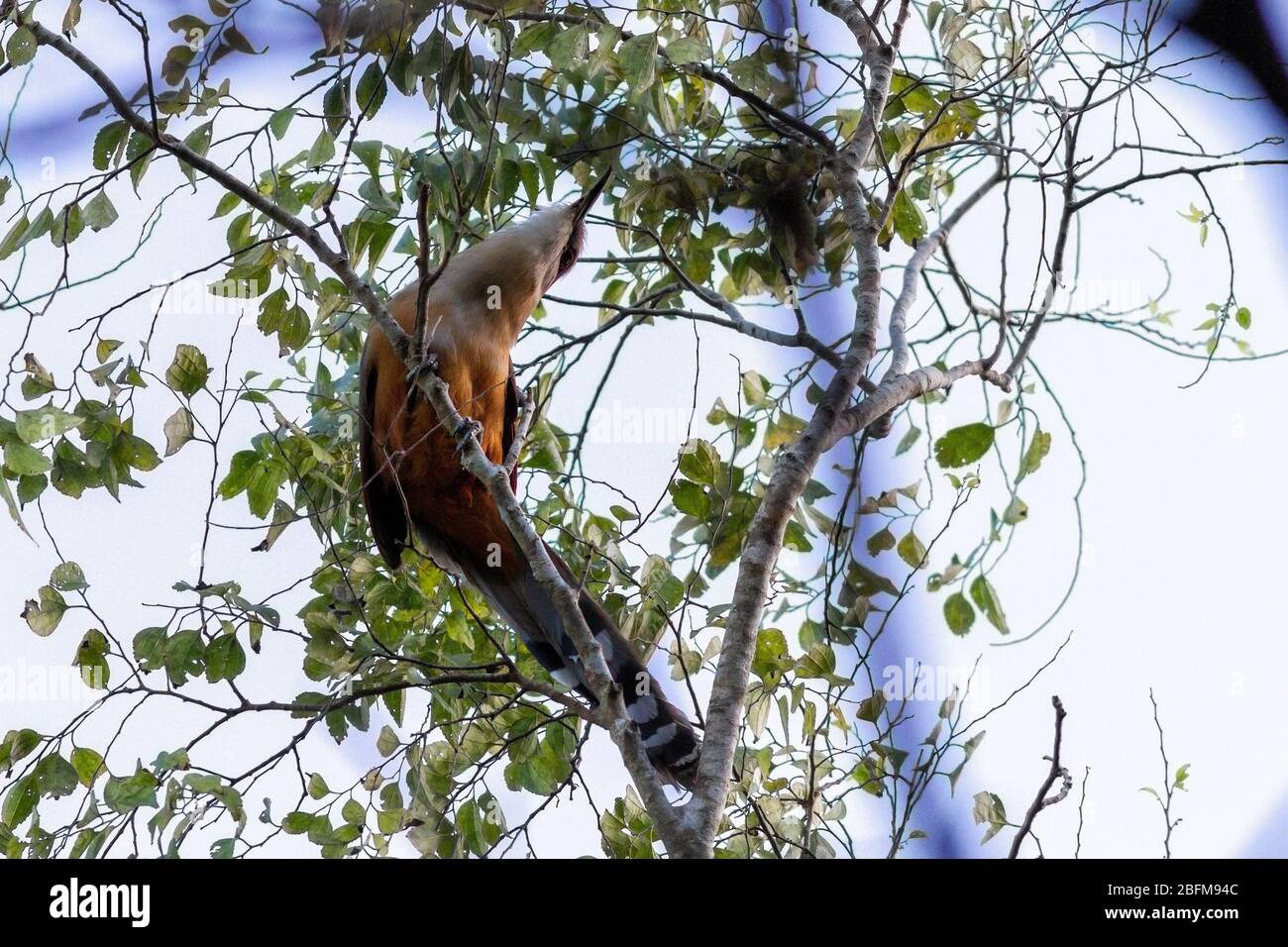 Oiseaux cuckoo de grand lézard (Coccyzus merlini) de dessous un arbre, Cuba Banque D'Images