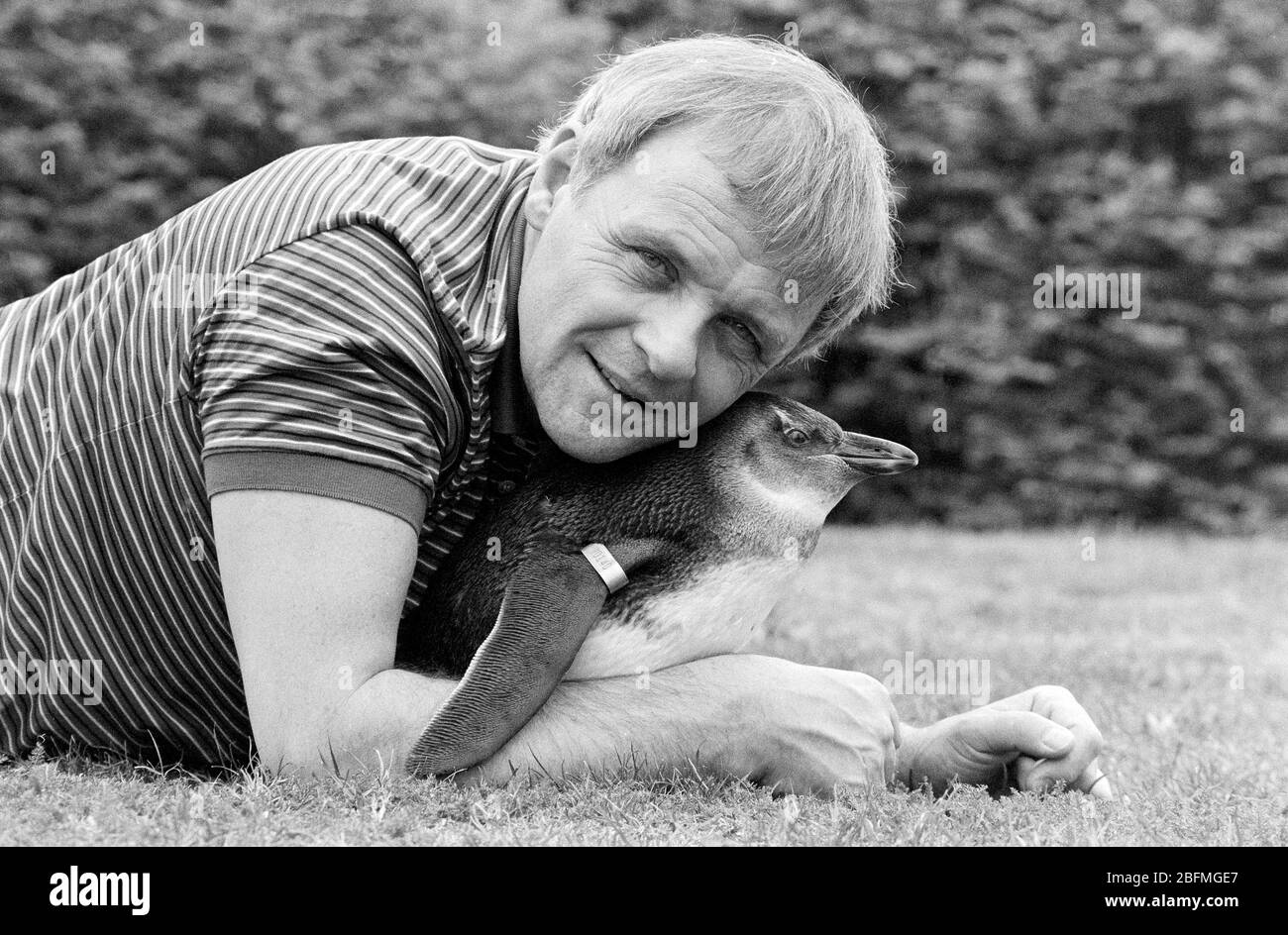 L'acteur Anthony Hopkins a rencontré un pingouin au zoo de Londres pour promouvoir un nouveau spectacle de télévision sur la faune en 1989. Banque D'Images