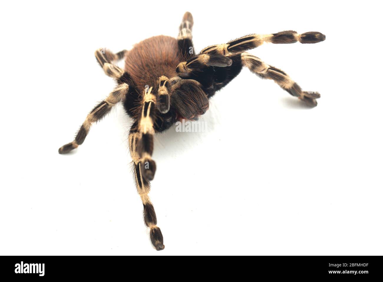 Le tarantula rouge et blanc brésilien (Nhandu chromatus) est une espèce de tarantula originaire du Brésil. Isolée sur fond blanc Banque D'Images
