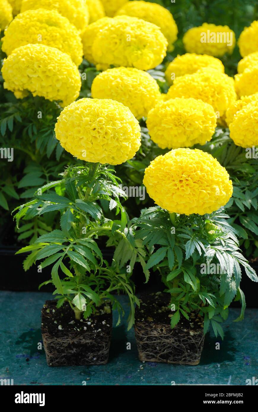 Marigolds Yellow Color (Tagetes erecta, marigold mexicain), marigold pot plante avec racines et plateau noir Banque D'Images