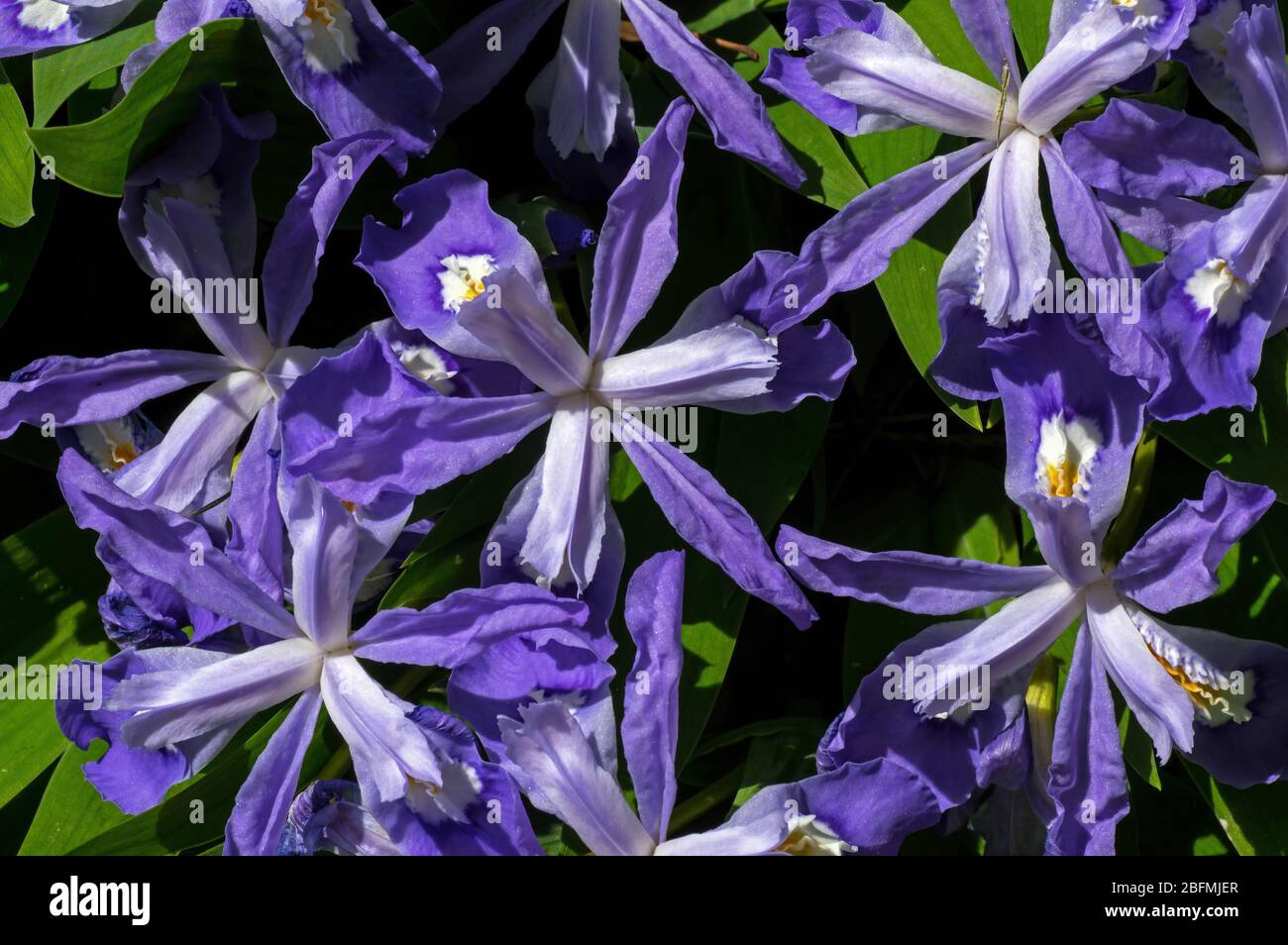 Iris nain dépoli en fleur. C'est une plante vivace rhizomateuse endémique à l'est des États-Unis. Banque D'Images
