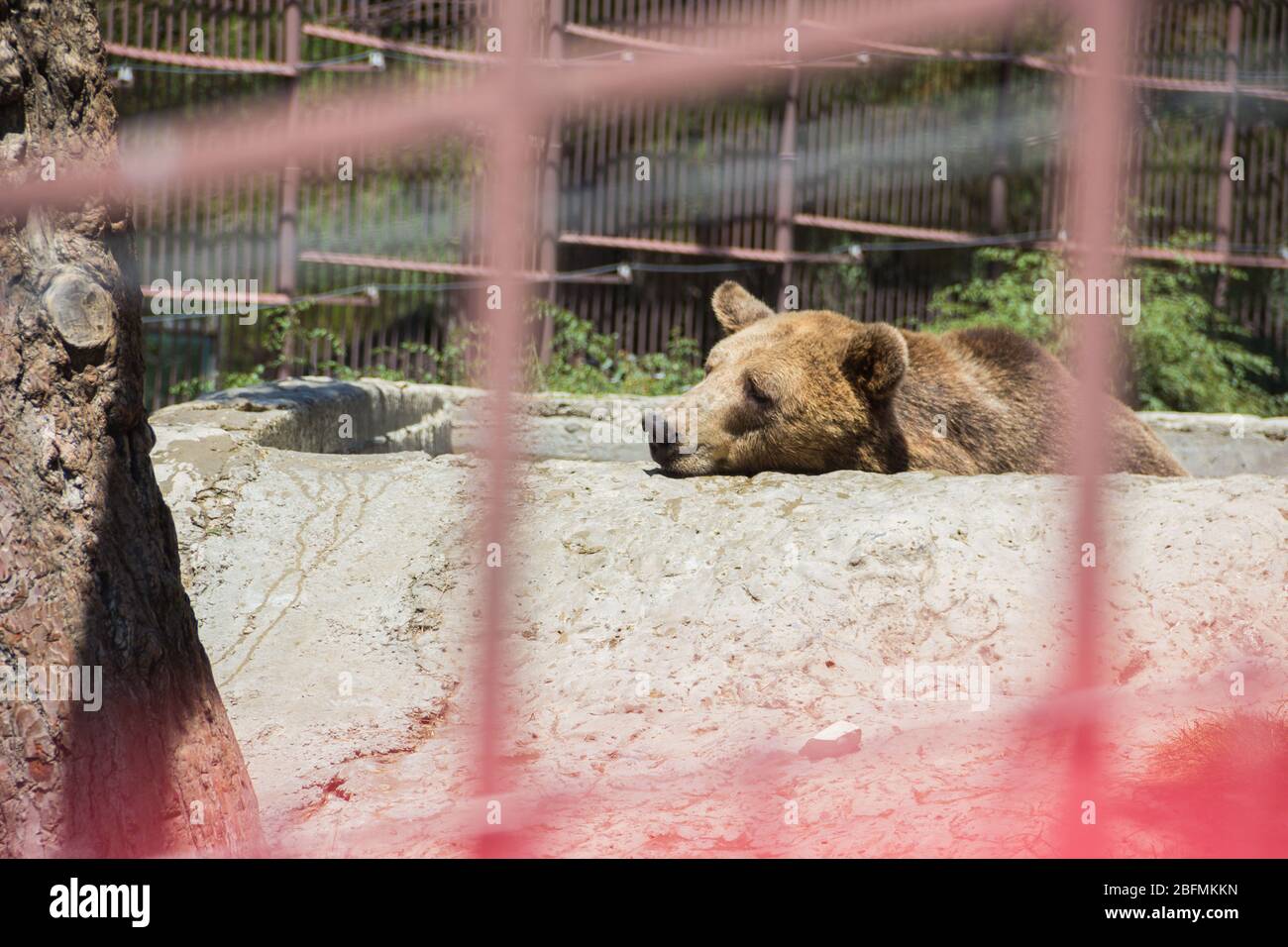 Ours dans le zoo. Un animal sauvage en captivité. Animaux dans le zoo. Banque D'Images