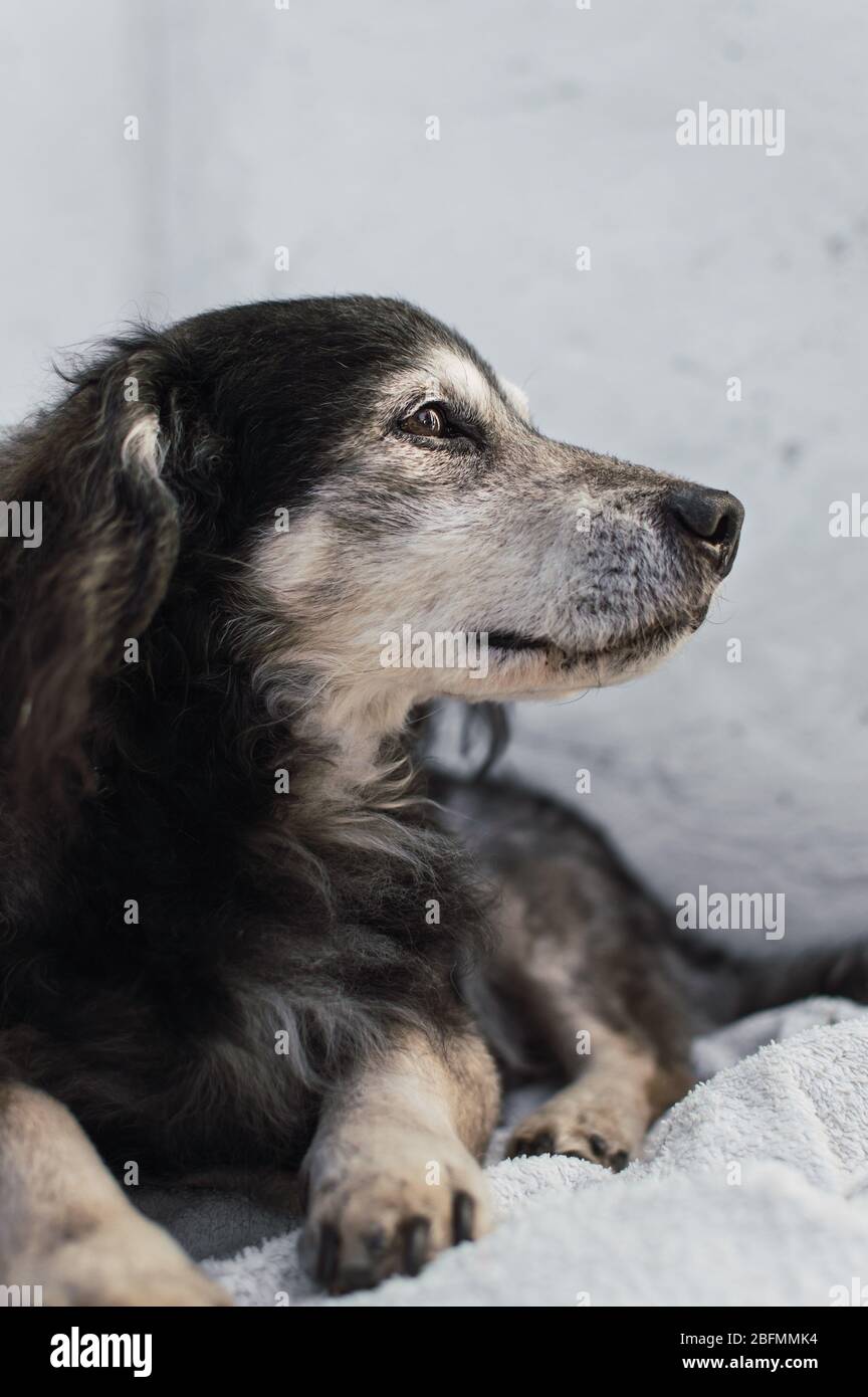 Vieux chien mongrel reposant dans un endroit extérieur et regardant loin sur fond blanc. Portrait d'un magnifique chien domestique. Banque D'Images