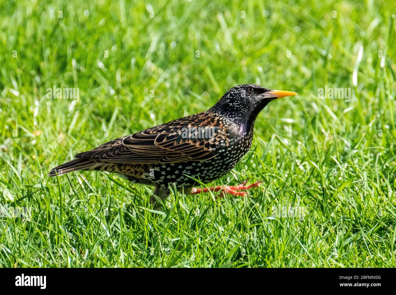 Starling commun (sturnus vulgaris) marchant sur herbe, Lothian Ouest, Ecosse. Banque D'Images