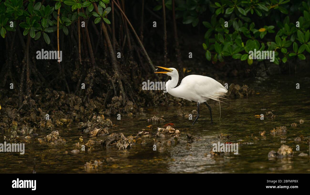 Grande aigrette Banque D'Images