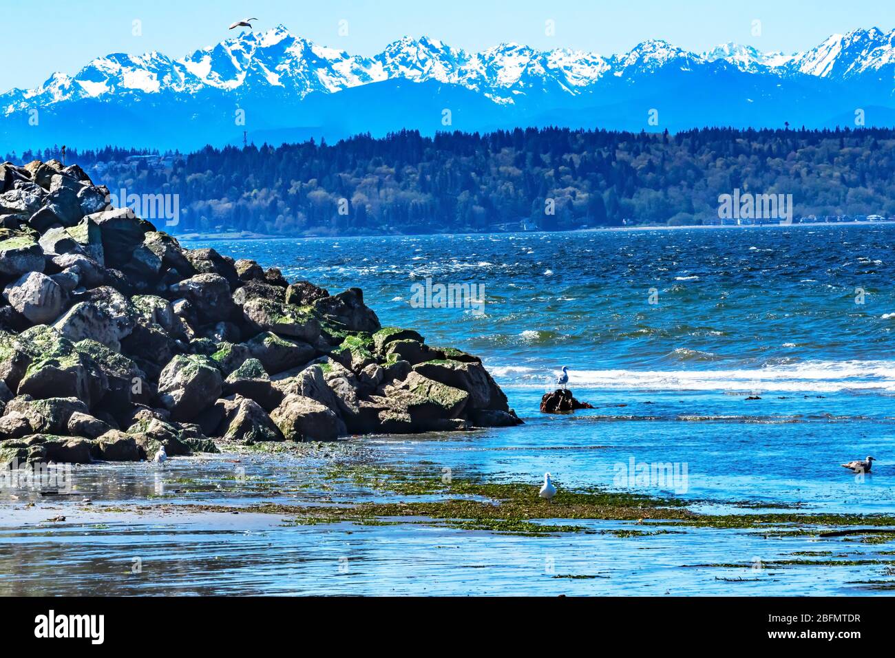 Seagulls Rocks Olympic Snow Mountains Bracketts Landing North Beach Park Edmonds Washington. Banque D'Images