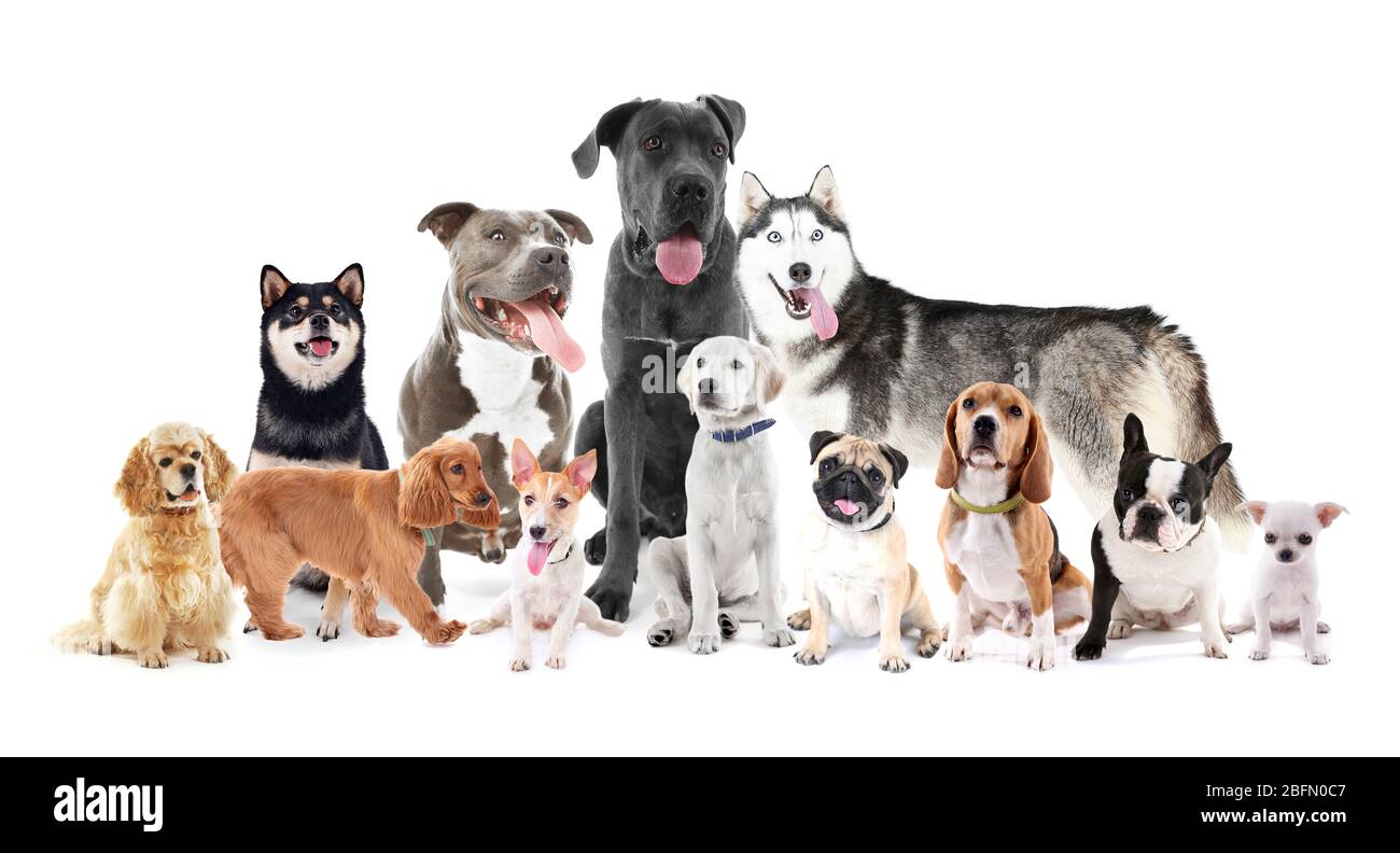 Groupe de chiens de race différents assis devant, isolés sur blanc Banque D'Images
