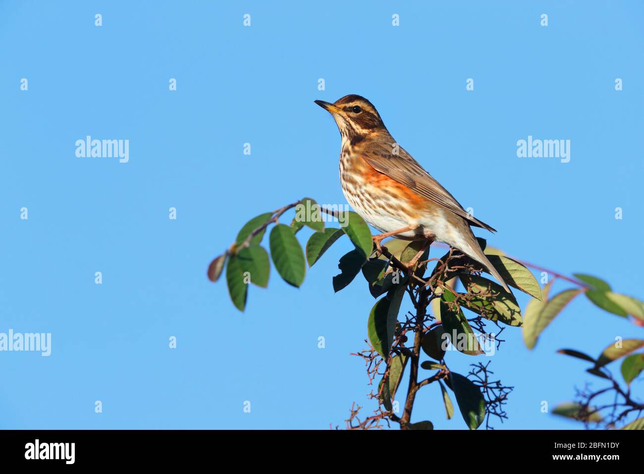 Une Redwing adulte (Turdus iliacus), une petite espèce de muguet et visiteur d'hiver au Royaume-Uni, se nourrissant dans une brousse de baies en Angleterre Banque D'Images