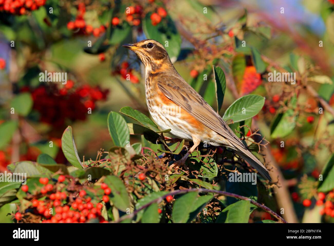 Une Redwing adulte (Turdus iliacus), une petite espèce de muguet et visiteur d'hiver au Royaume-Uni, se nourrissant dans une brousse de baies en Angleterre Banque D'Images