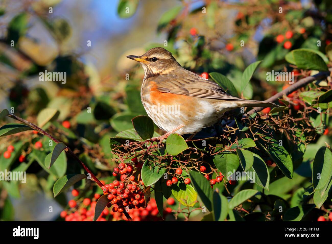 Une Redwing adulte (Turdus iliacus), une petite espèce de muguet et visiteur d'hiver au Royaume-Uni, se nourrissant dans une brousse de baies en Angleterre Banque D'Images