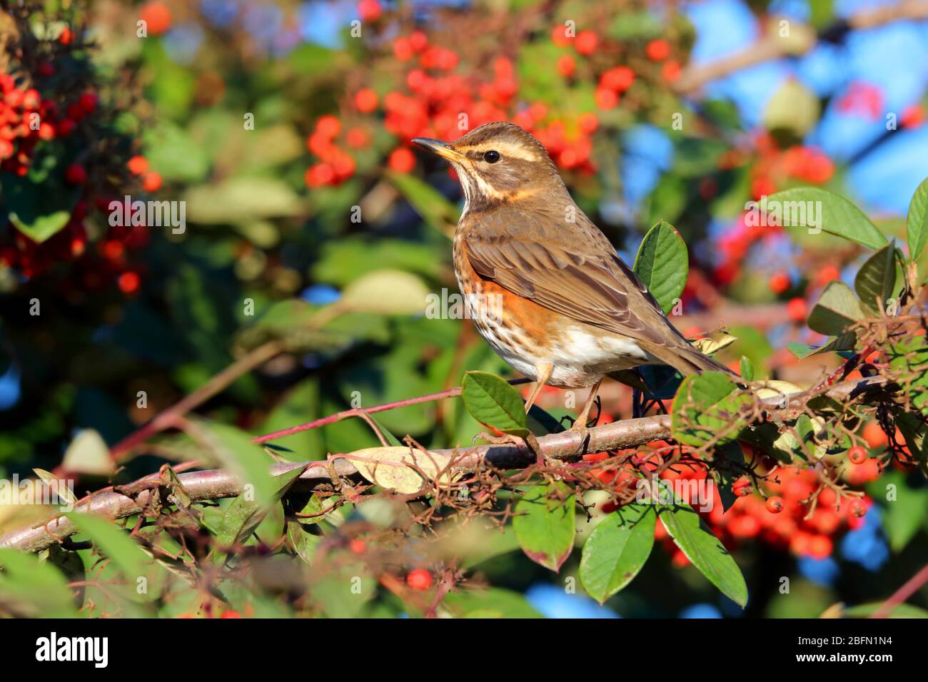 Une Redwing adulte (Turdus iliacus), une petite espèce de muguet et visiteur d'hiver au Royaume-Uni, se nourrissant dans une brousse de baies en Angleterre Banque D'Images