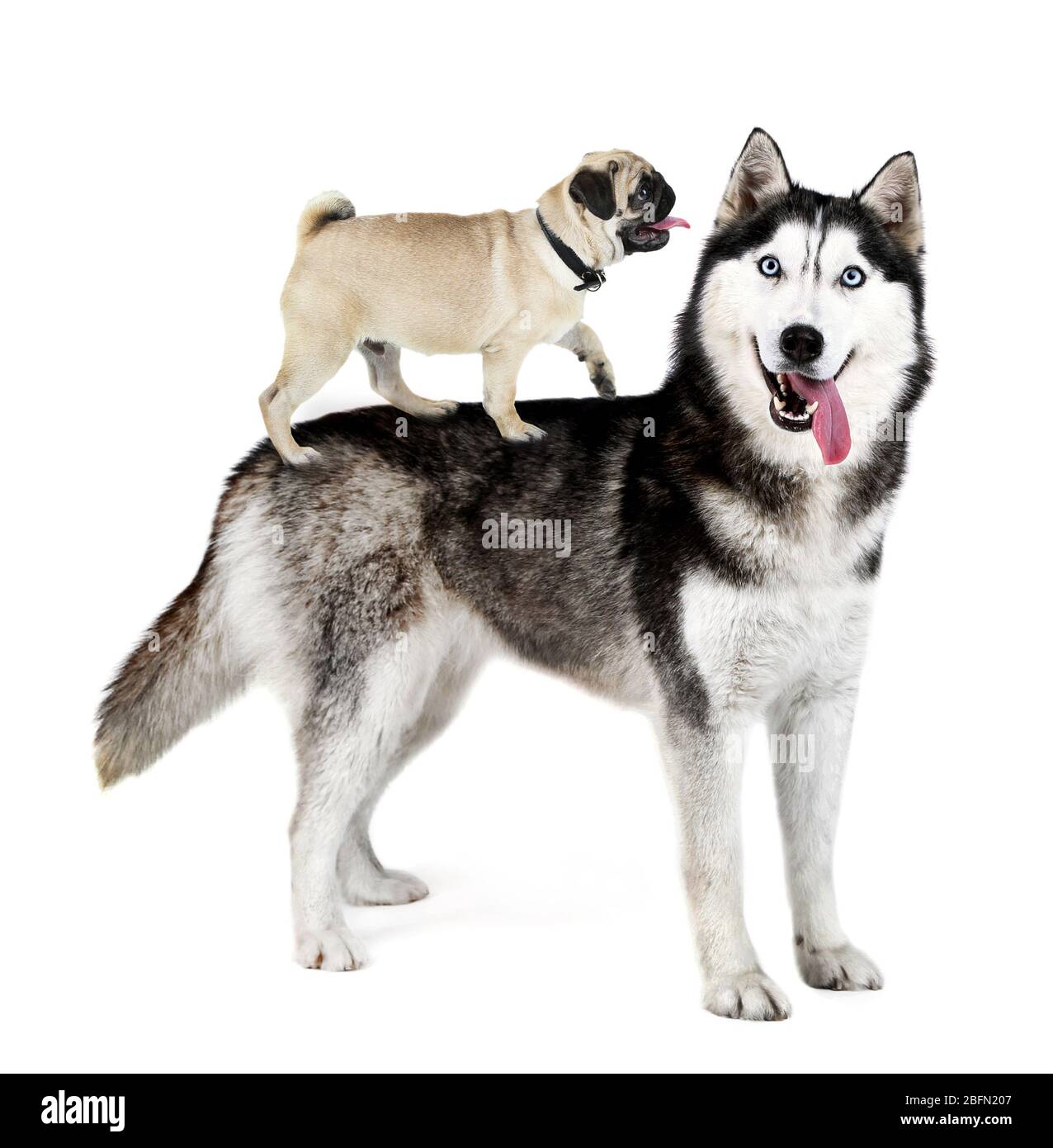 Husky et son chien pug sur le dos, isolé sur blanc Banque D'Images