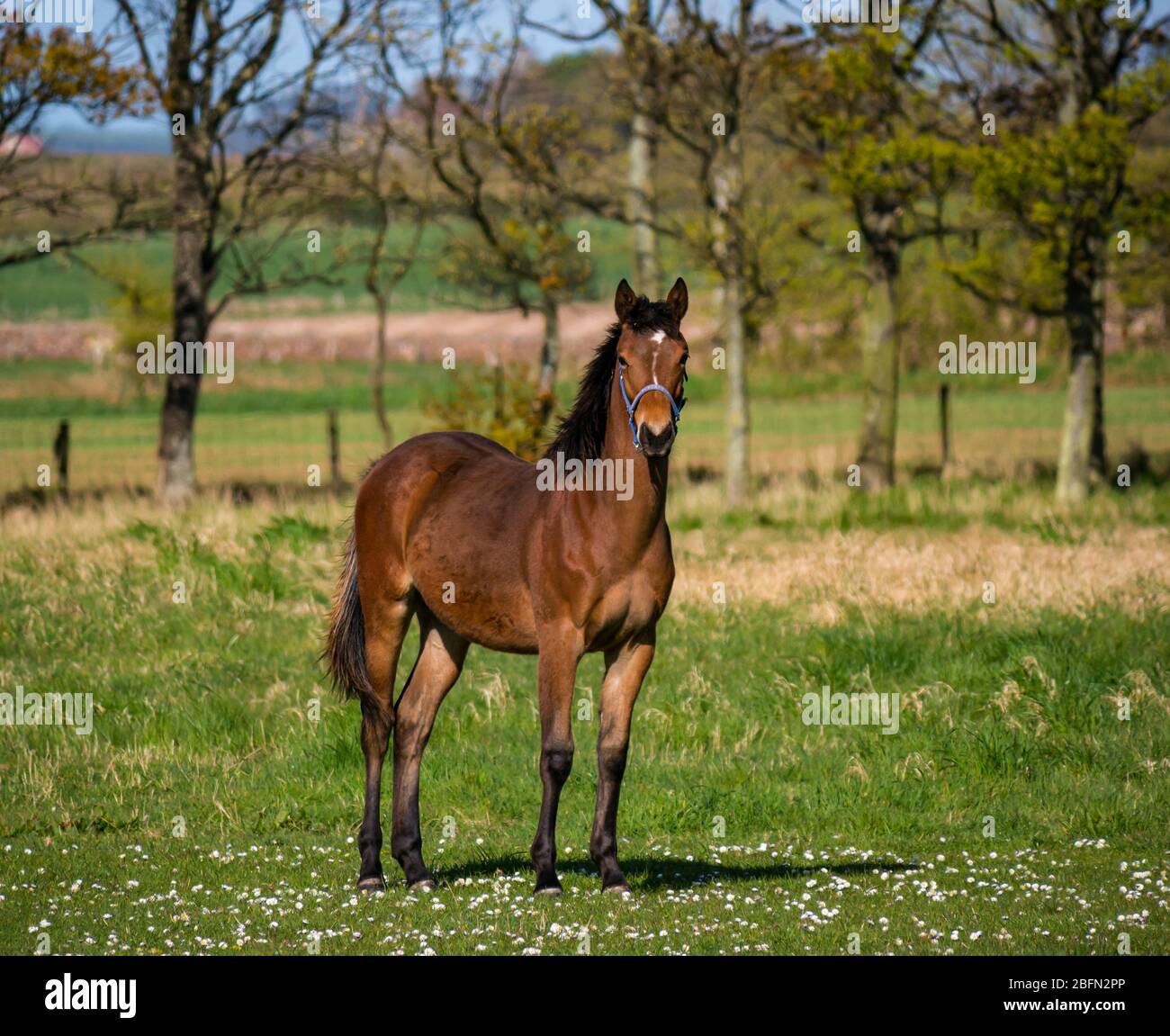 Cheval brun vigilant dans le champ de trèfle au soleil, East Lothian, Ecosse, Royaume-Uni Banque D'Images