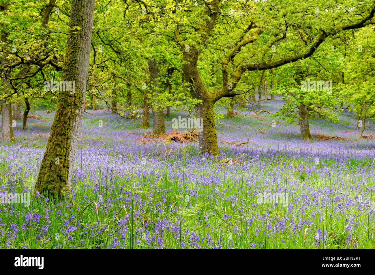Bluebell Woods, Perthshire, Écosse, Banque D'Images
