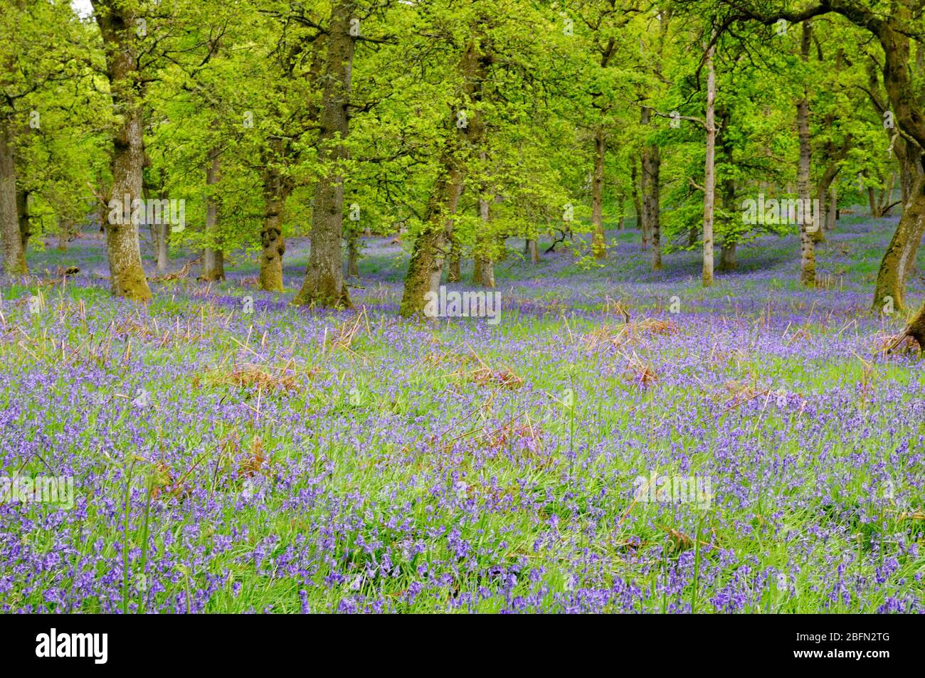 Bluebell Woods, Perthshire, Écosse, Banque D'Images