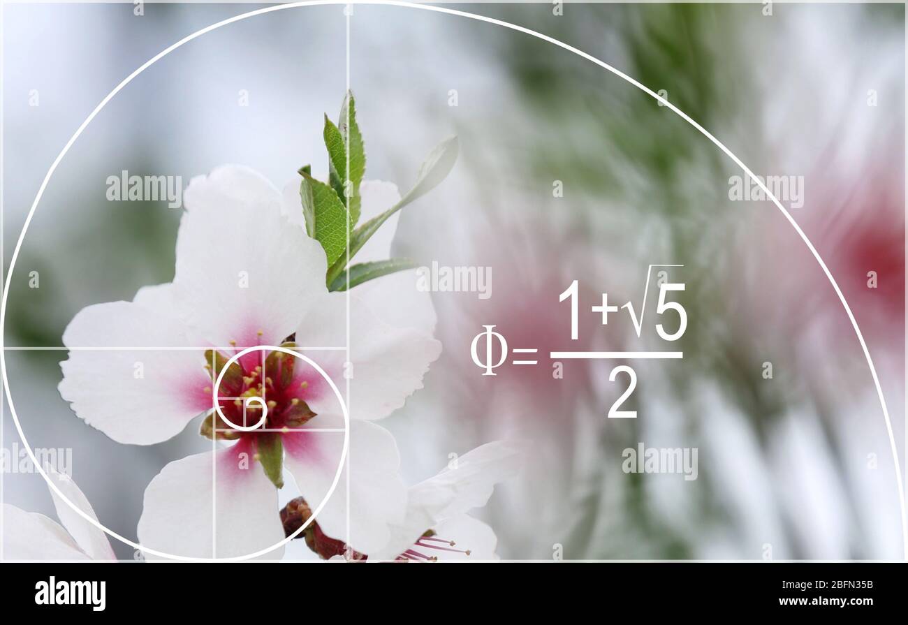 Illustration du ratio d'or dans la nature. Modèle de Fibonacci Banque D'Images