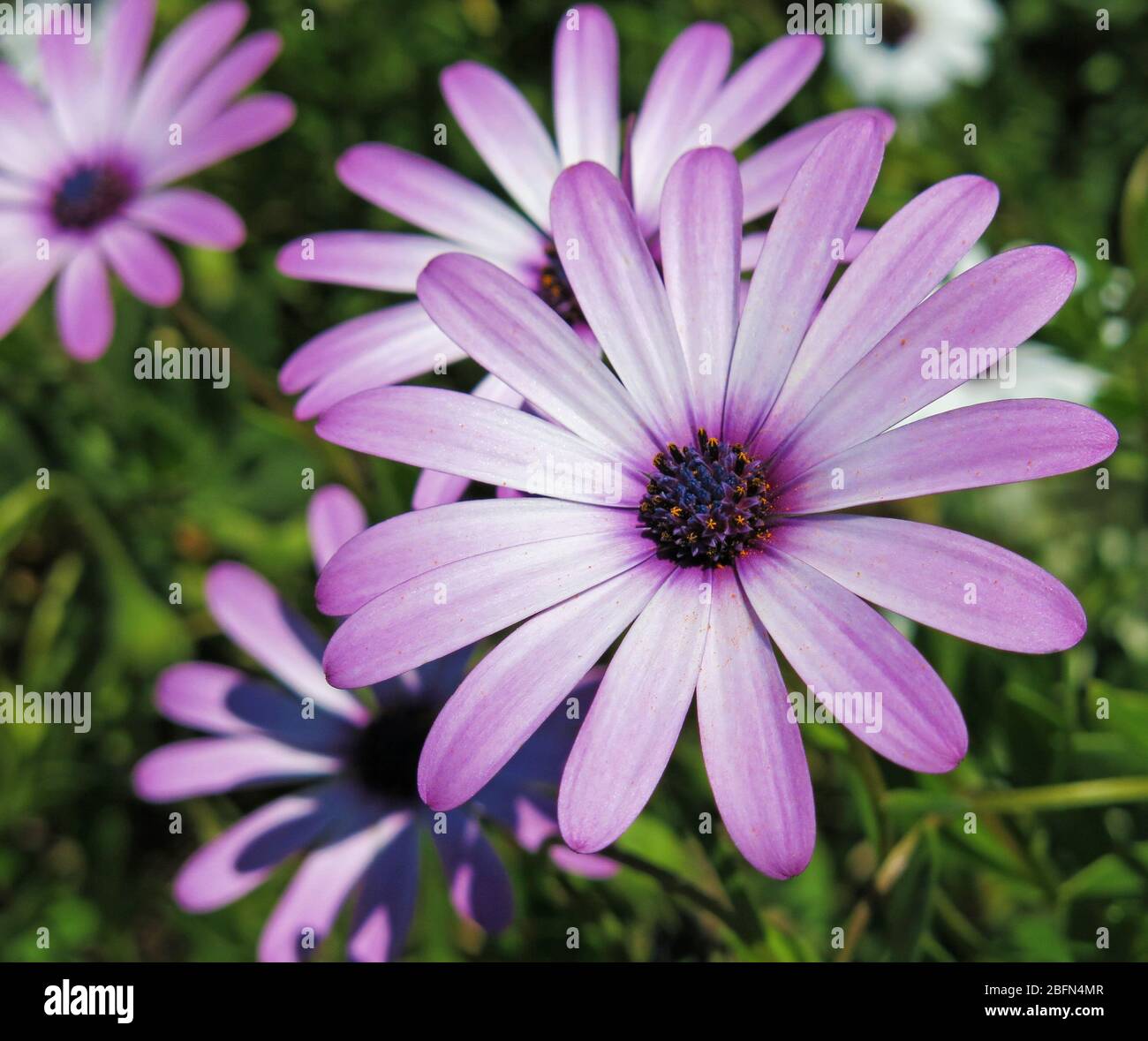 Les daisies violettes se rapprochés. Concept: Jardinage. Banque D'Images