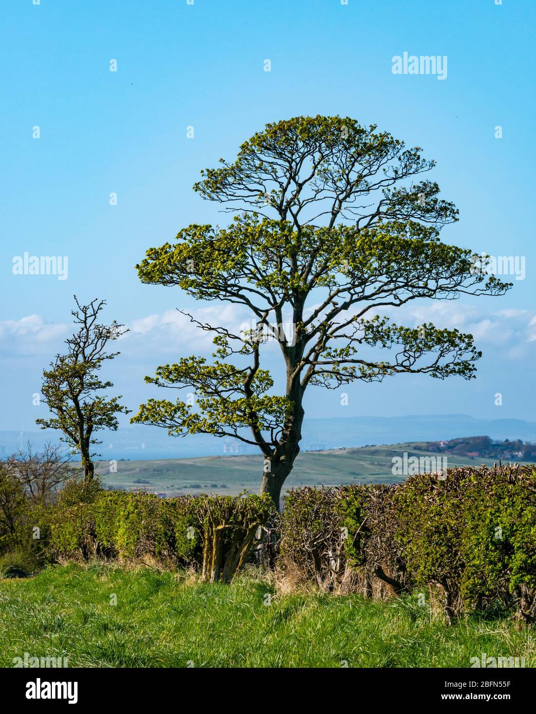 Arbre sycamore solitaire avec bourgeons frais et nouvelles feuilles au printemps surplombant le paysage rural, East Lothian, Scotland, UK Banque D'Images