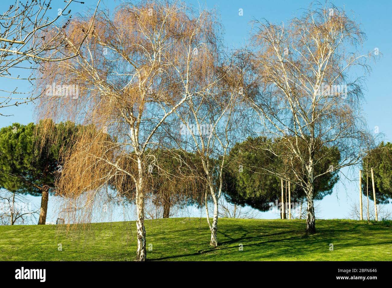 paysage vert avec variété d'arbres et ciel bleu Banque D'Images