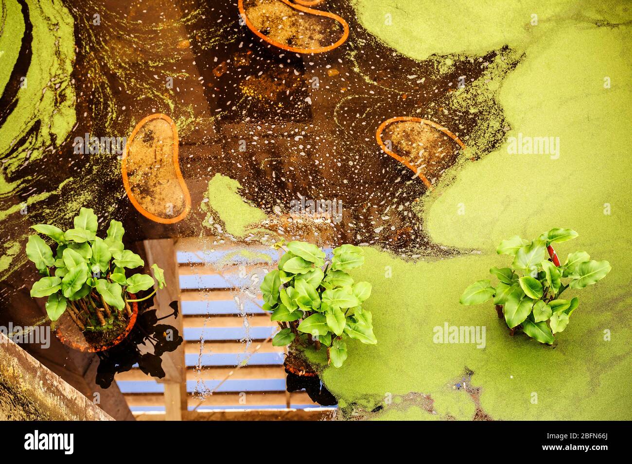 jardin vert avec plantes aquatiques et couverture verte d'algues Banque D'Images