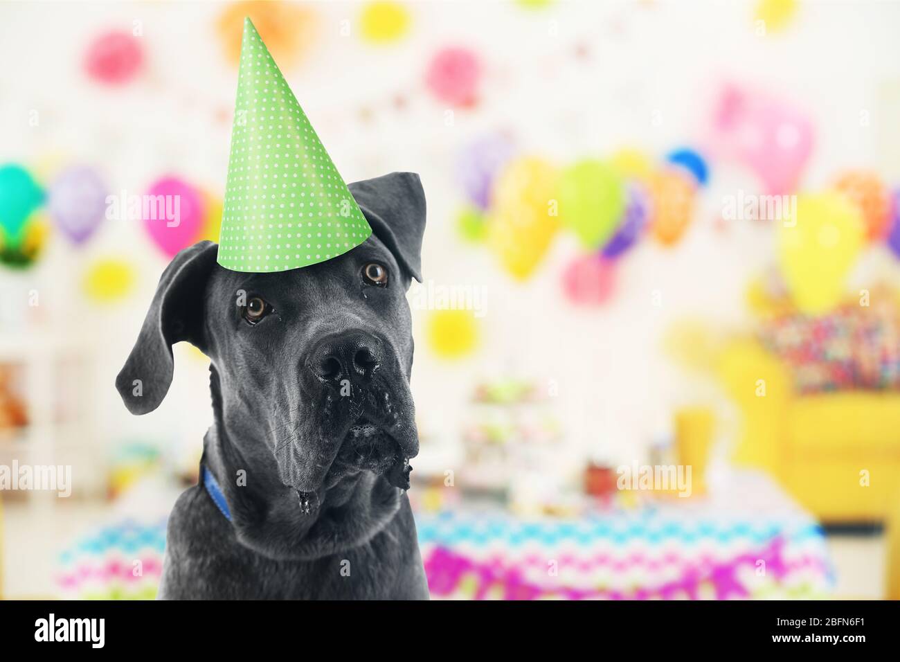 Drole De Joli Chien Celebrant Sa Fete D Anniversaire Photo Stock Alamy