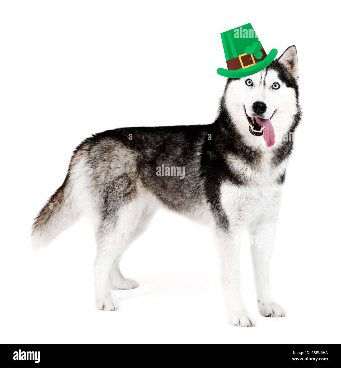 Drôle de chien heureux avec le chapeau de Saint Patrick, isolé sur blanc Banque D'Images