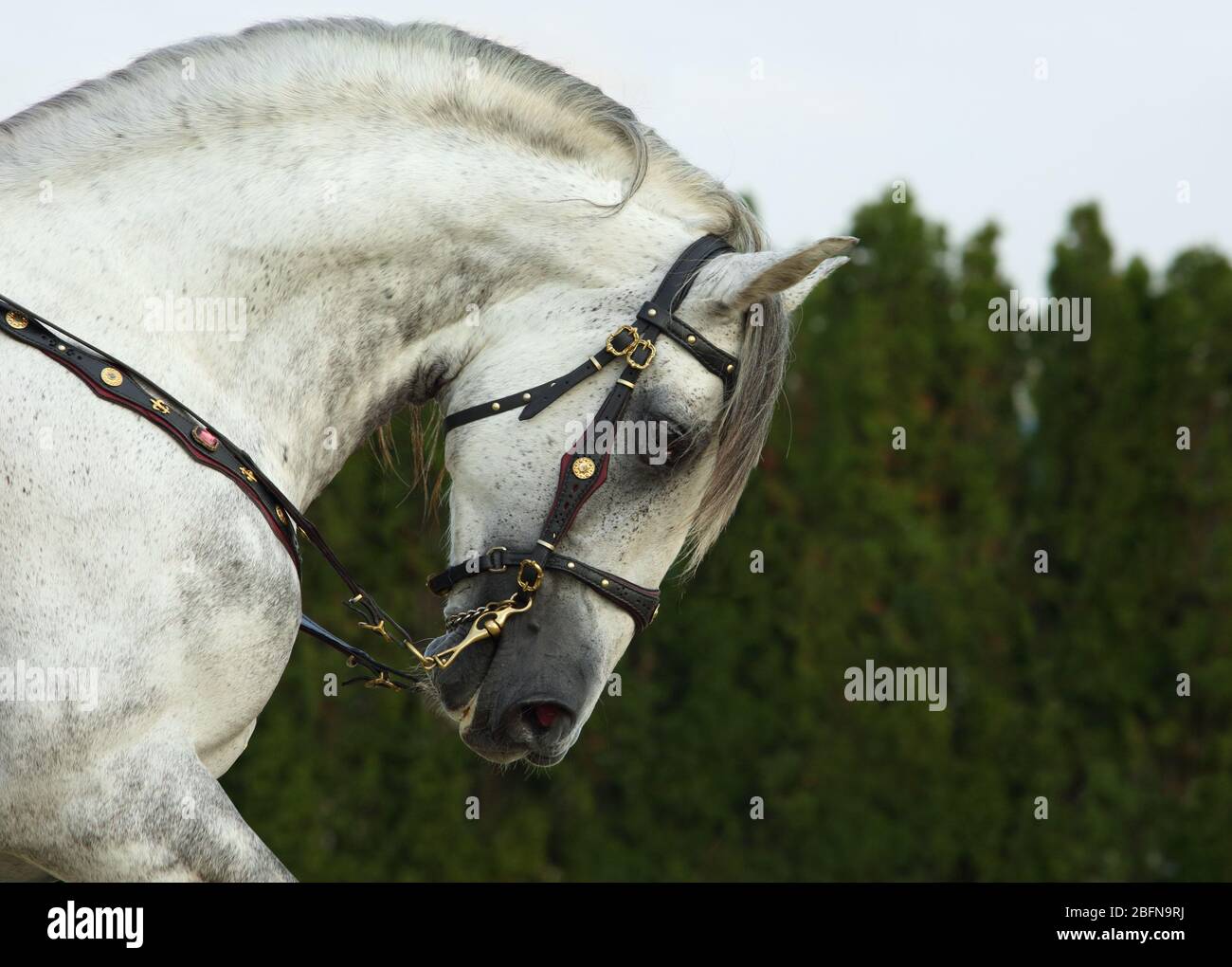 Portrait de cheval gris pomme à cheval andalou sur fond naturel Banque D'Images