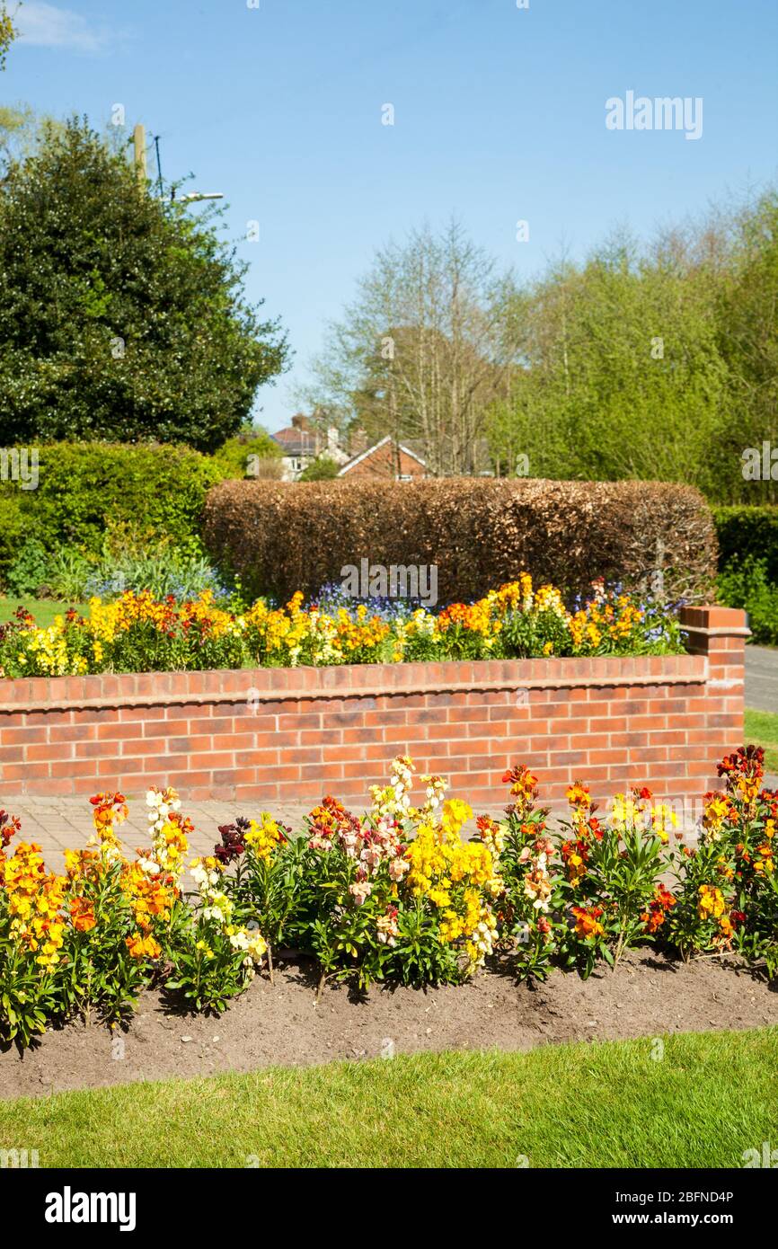Fleurs murales Erysimum croissant dans un cottage anglais jardin printemps literie afficher Banque D'Images