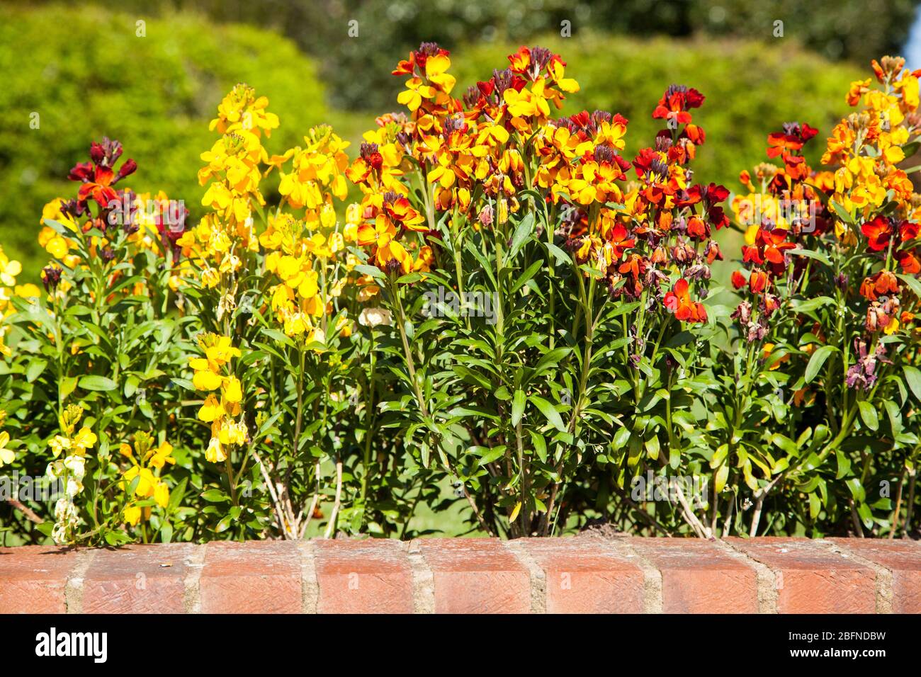 Fleurs murales Erysimum croissant dans un cottage anglais jardin printemps literie afficher Banque D'Images