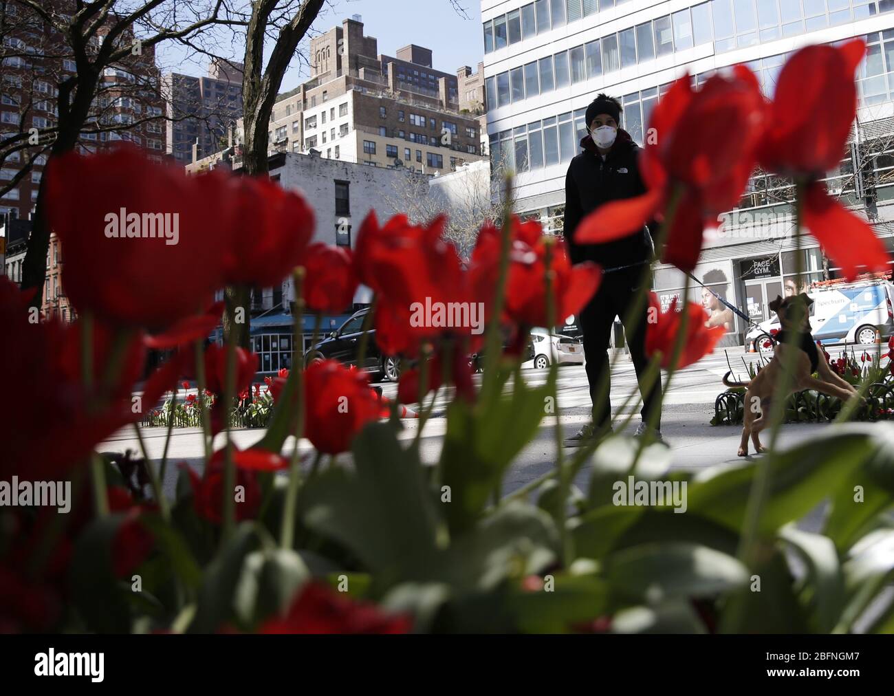 New York, États-Unis. 19 avril 2020. Les piétons portent des masques protecteurs lorsqu'ils marchent près d'un jardin de tulipes près de la cathédrale de l'église orthodoxe grecque de la Sainte Trinité le dimanche de Pâques des orthodoxes week-end de Pâques à New York le dimanche 19 avril 2020. Les chrétiens orthodoxes du monde célèbrent Pâques par une série de restrictions et d'interdictions, y compris la fermeture d'églises en raison de la pandémie de Coronavirus. Photo de John Angelillo/UPI crédit: UPI/Alay Live News Banque D'Images