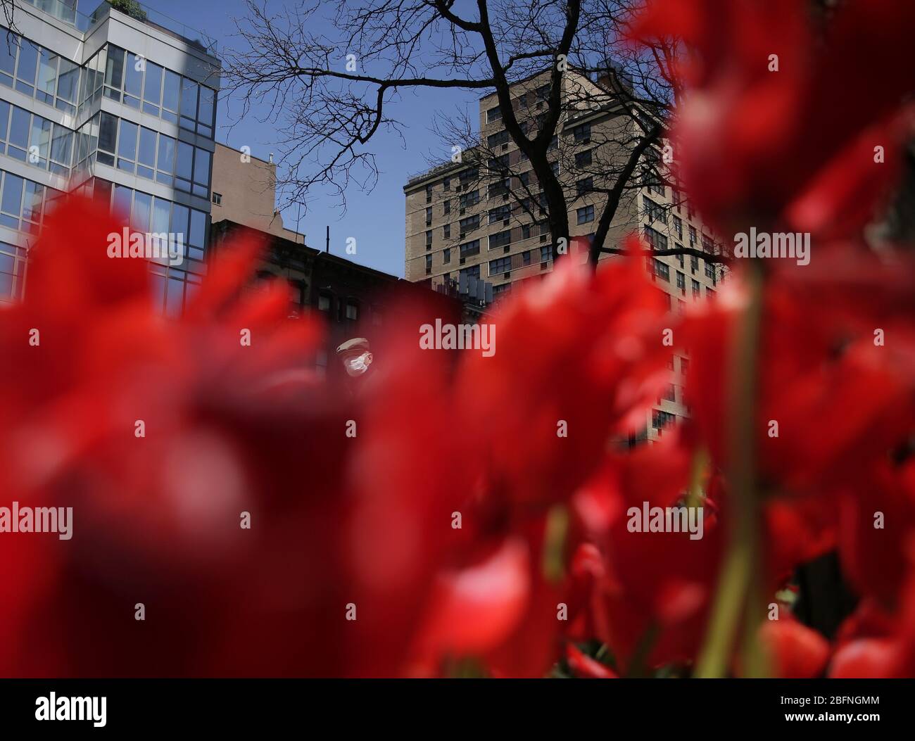 New York, États-Unis. 19 avril 2020. Les piétons portent des masques protecteurs lorsqu'ils marchent près d'un jardin de tulipes près de la cathédrale de l'église orthodoxe grecque de la Sainte Trinité le dimanche de Pâques des orthodoxes week-end de Pâques à New York le dimanche 19 avril 2020. Les chrétiens orthodoxes du monde célèbrent Pâques par une série de restrictions et d'interdictions, y compris la fermeture d'églises en raison de la pandémie de Coronavirus. Photo de John Angelillo/UPI crédit: UPI/Alay Live News Banque D'Images