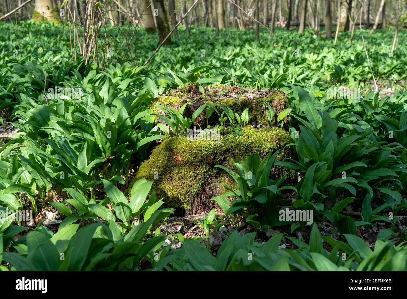 champ d'ail sauvage au printemps dans une forêt près de bad vilbel, hesse, allemagne Banque D'Images