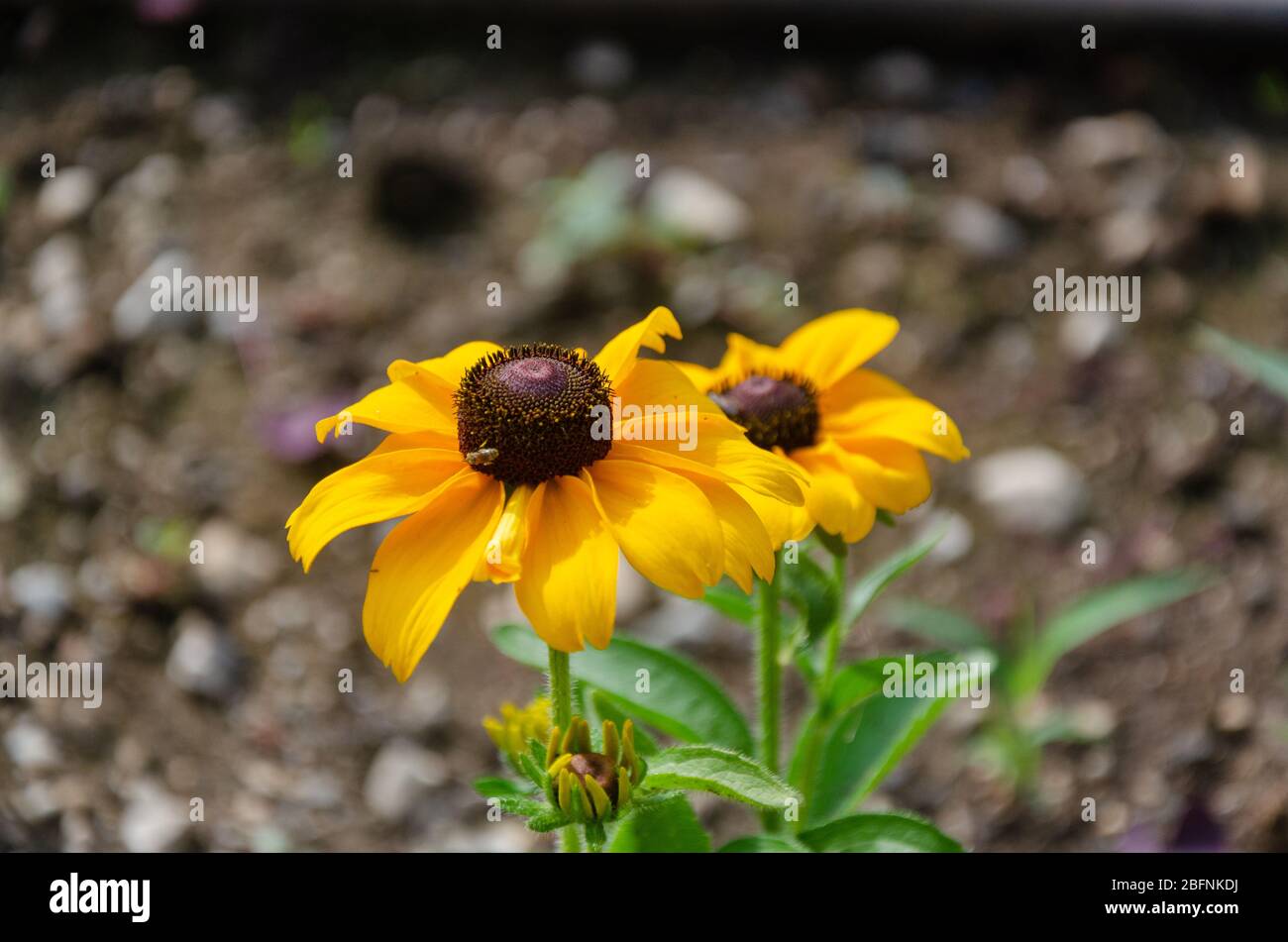 Deux têtes de fleurs à oei noir Susan (Rudbeckia hirta). Banque D'Images