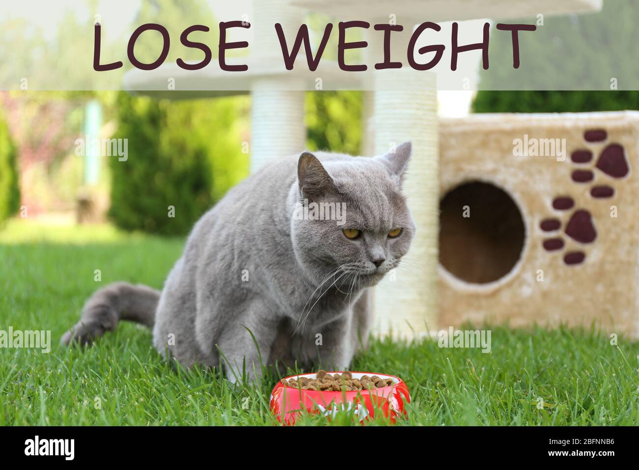Motivation Citation Perdre Du Poids Et Mignon Chat En Surpoids Manger Des Aliments Pour Animaux De Compagnie A L Exterieur Photo Stock Alamy