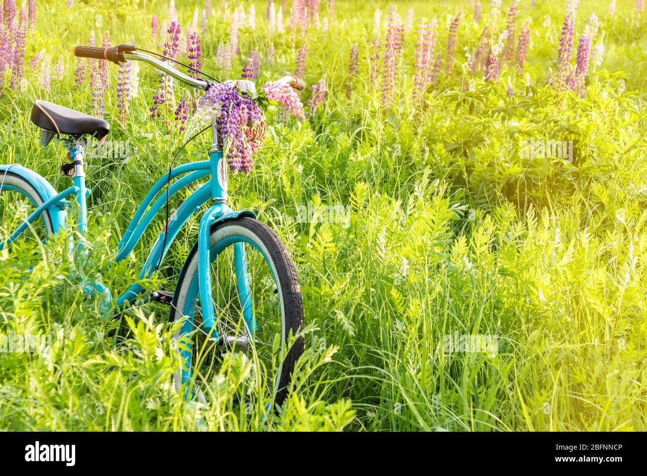 Vintage bicycle avec panier plein de fleurs debout dans le champ ensoleillé Banque D'Images