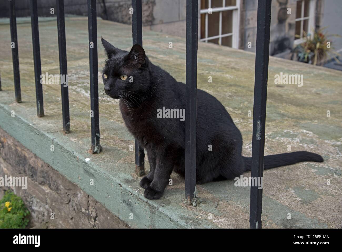 Chat noir regardant par la rampe noire dans la Nouvelle ville d'Édimbourg. Banque D'Images