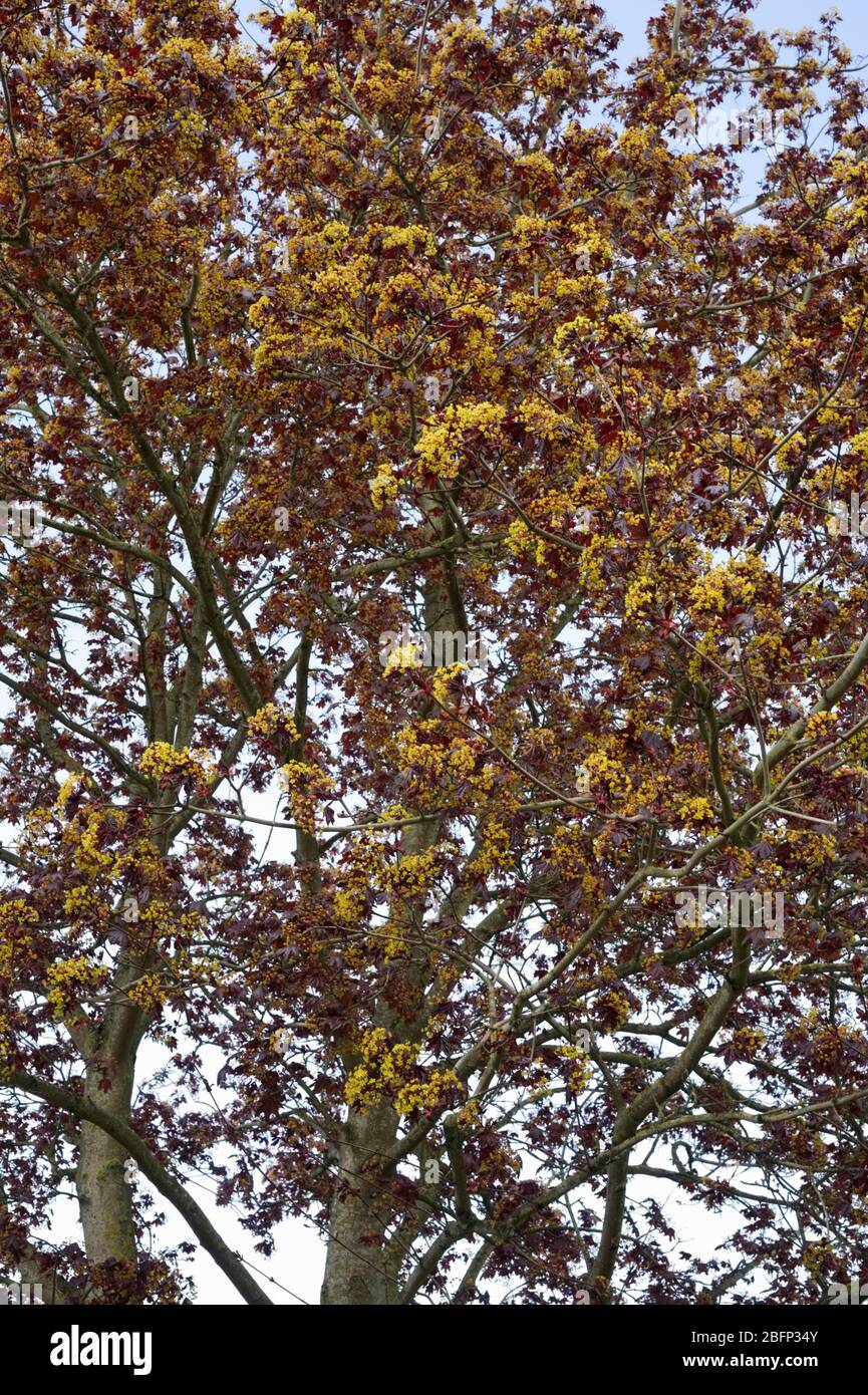 Acer platanoides 'Goldsworth Purple' en fleurs. Banque D'Images